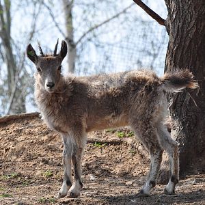 Siberian ibex/ Capra sibirica alaiana