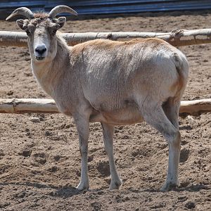 Marco Polo argali/ Ovis ammon polii