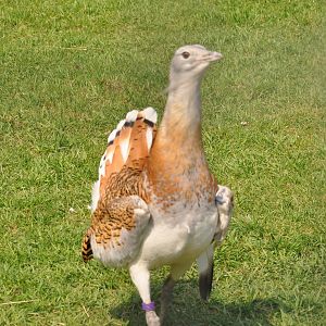 Great bustard/ Otis tarda tarda
