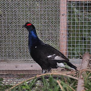 Black grouse/ Tetrao tetrix