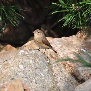 Red-breasted flycatcher/ Ficedula parva