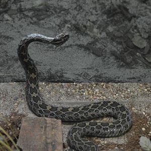 Mexican Lance-headed Rattlesnake