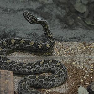 Mexican Lance-headed Rattlesnake