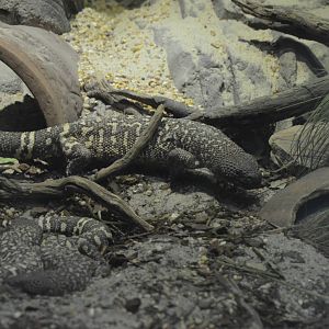 Mexican Beaded Lizard