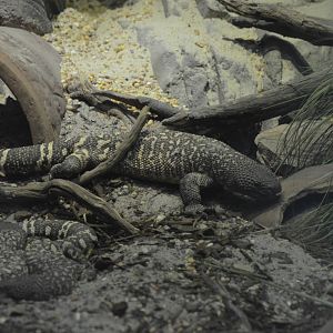 Mexican Beaded Lizard