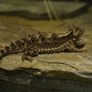 Mexican Giant Horned Lizard