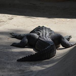 American Alligator