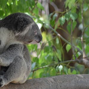 Koala