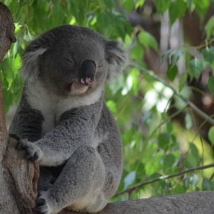 Koala
