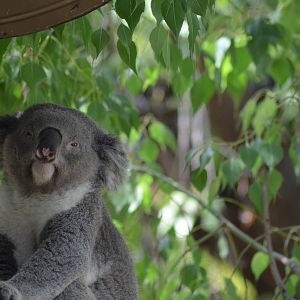 Koala