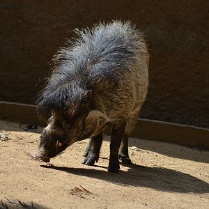 Visayan Warty Pig