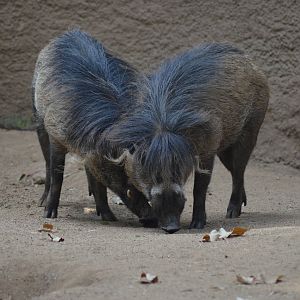 Visayan Warty Pigs
