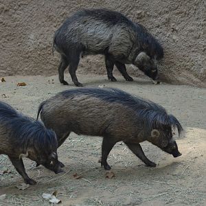 Visayan Warty Pigs