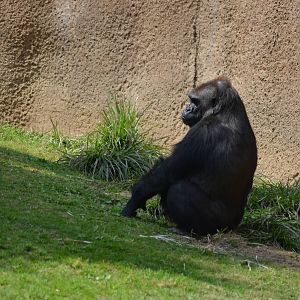 Lowland Gorilla
