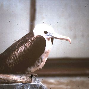 fregate bird