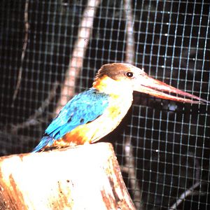 stork-billed kingfisher