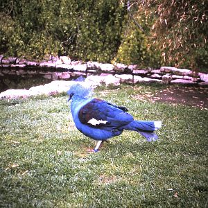 common crowned pigeon