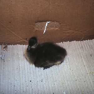 red-breasted goose young