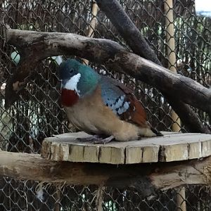 Gallicolumba criniger