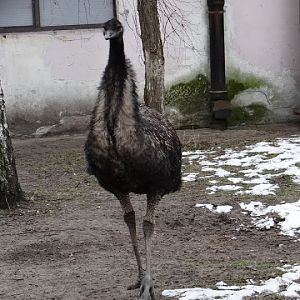 Dromainus novaehollandie