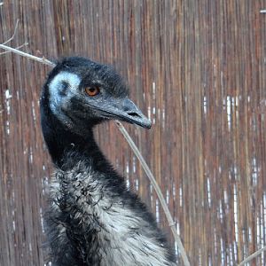 Dromainus novaehollandie