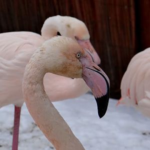 Phoenicopterus r.roseus