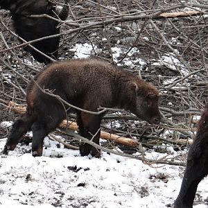 Budorcas taxicolor taxicolor  - young male given birth 24.02.2013