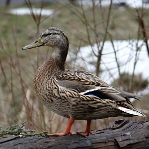 Wildfowl on the area zoo