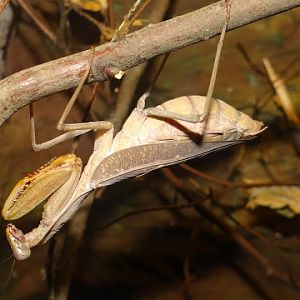 Sphodromantis gastrica