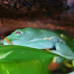 Agalychnis callidryas