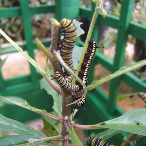 Monarch Caterpillar