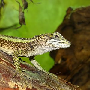 Japalura splendidada