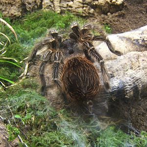 Brazilian Fire Red Tarantula (Lasidora difficilis)