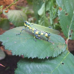 Ecuadorian Lubber Grasshopper (Chromacris psittacus pacificus)