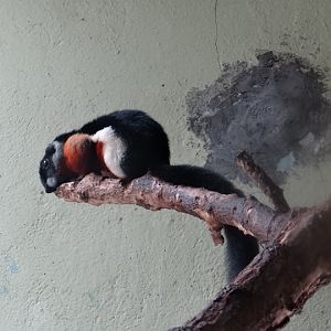 Callosciurus prevosti rafflesi