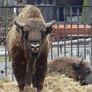 Bison bonasus bonasus