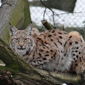 Lynx lynx