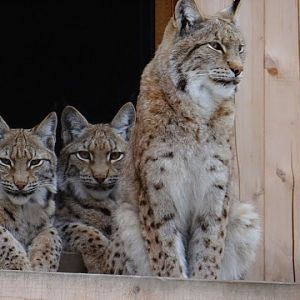 Lynx lynx