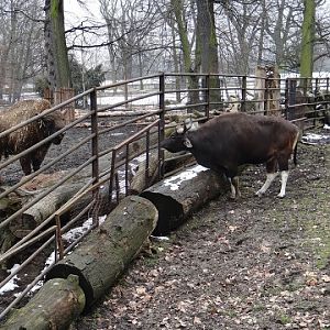 Bison bonasus / Bos javanicus