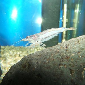 Japonica Shrimp (Caridina multidenlita)