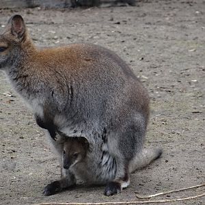 Macropus rufogriseus