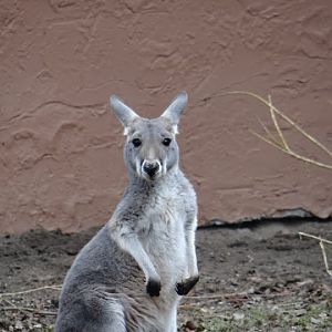 Macropus rufus