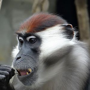 Cercocebus t.torquatus