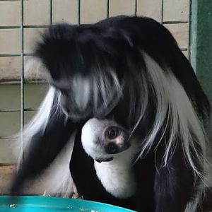 Colobus angolensis