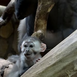 Cercocebus t.torquatus