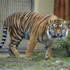 Panthera tigris sumatrae