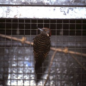 Hispaniolan woodpecker