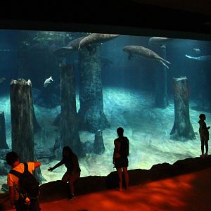 Wild Amazonia - Amazon Flooded Forest