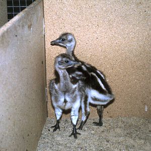 2 young Darwin rheas