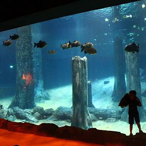 Wild Amazonia - Amazon Flooded Forest